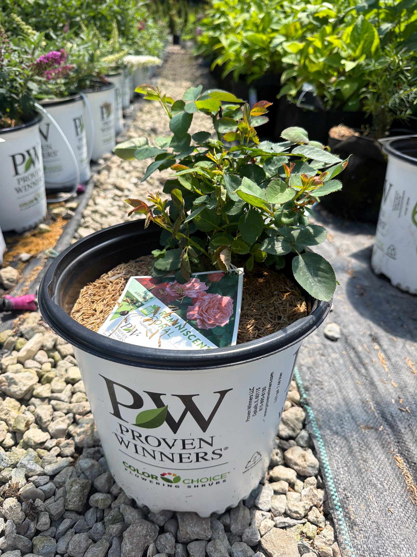 Reminiscent® Coral Rose