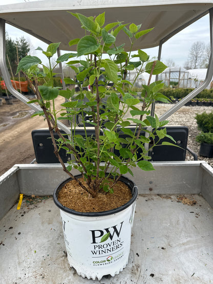 Incrediball® Hydrangea