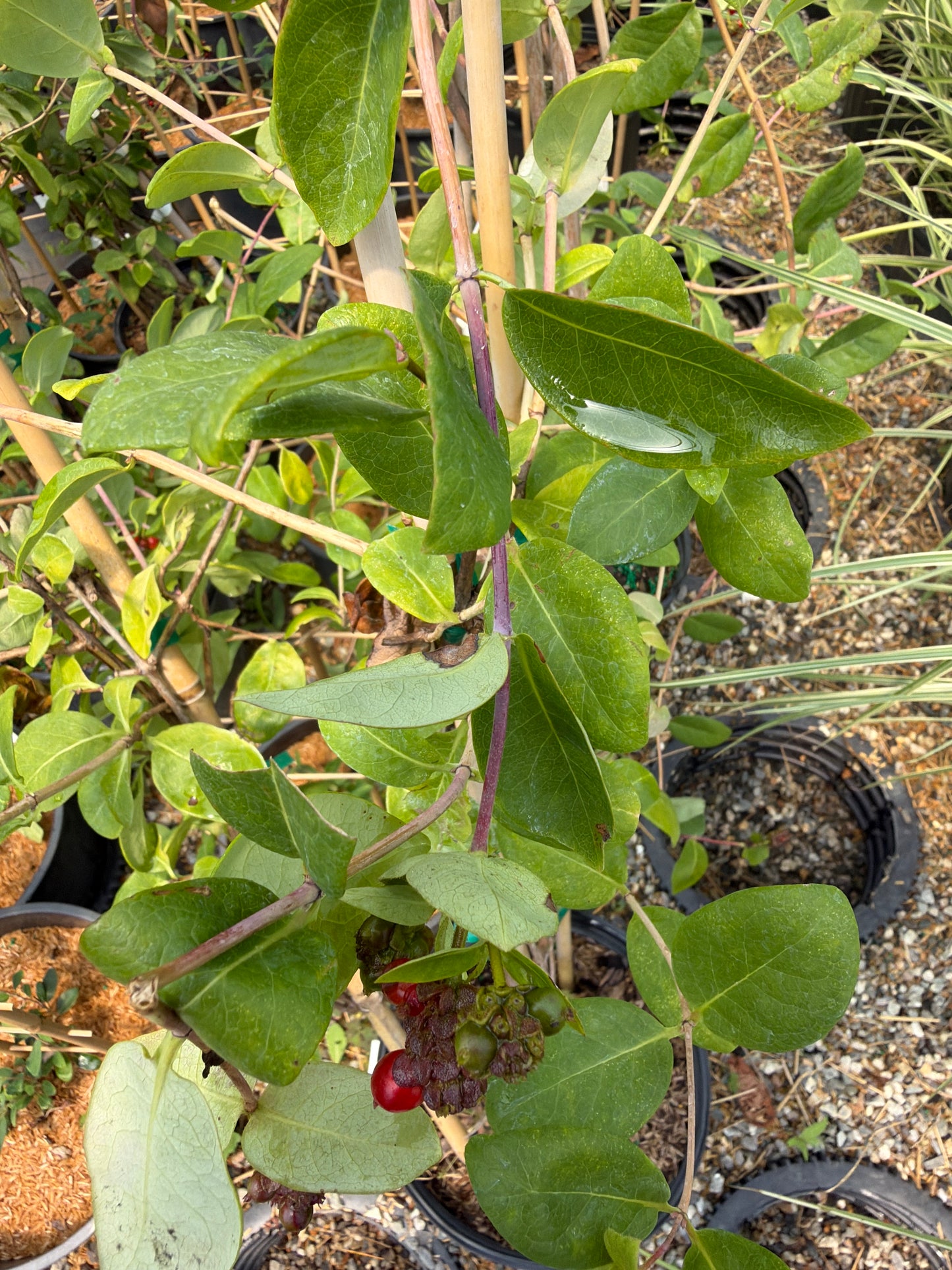 John Clayton Honeysuckle