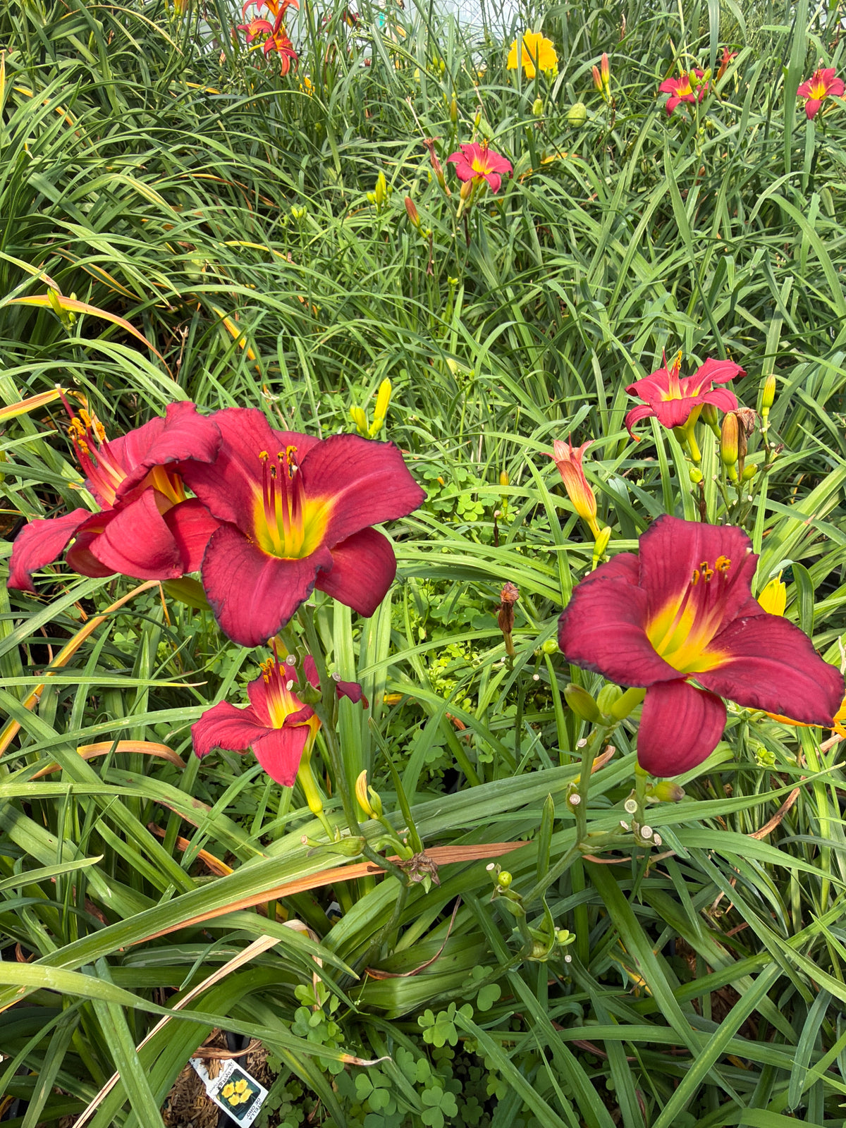 Stella de Oro Daylily (#1)
