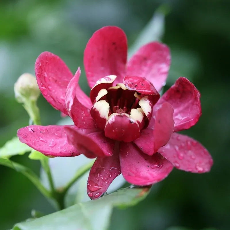 Aphrodite Sweetshrub bloom