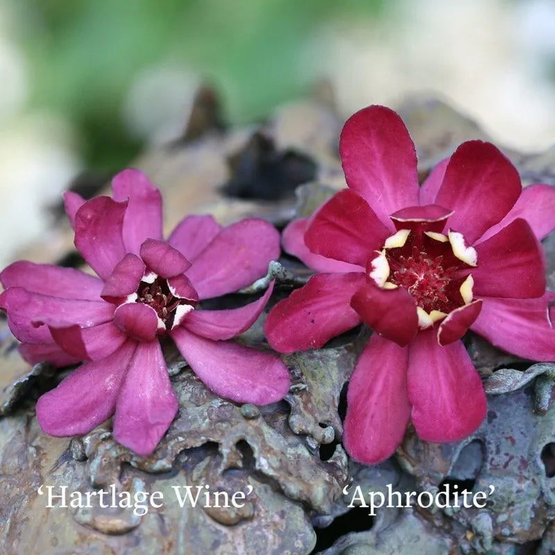 Aphrodite Sweetshrub flowers