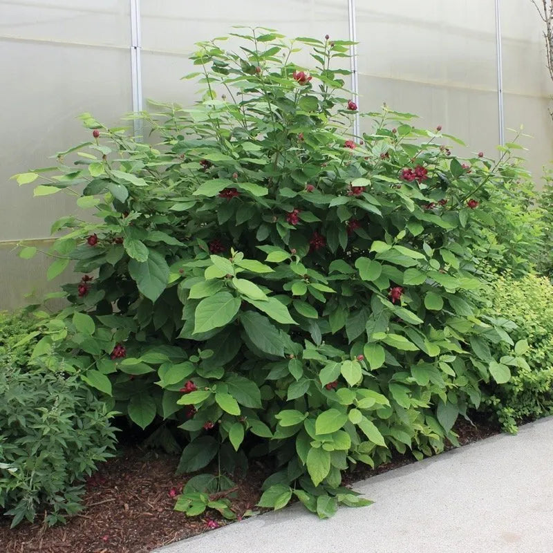 Aphrodite Sweetshrub in the landscape