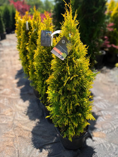 Forever-Goldy®-Arborvitae