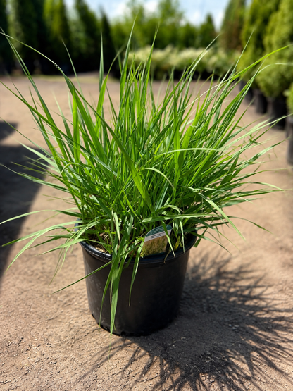 Prairie Sky Switchgrass