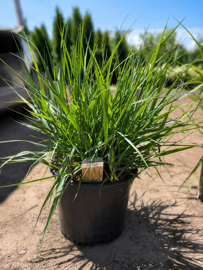 Prairie Sky Switchgrass