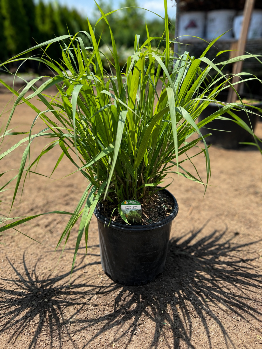 Dallas Blues Switchgrass