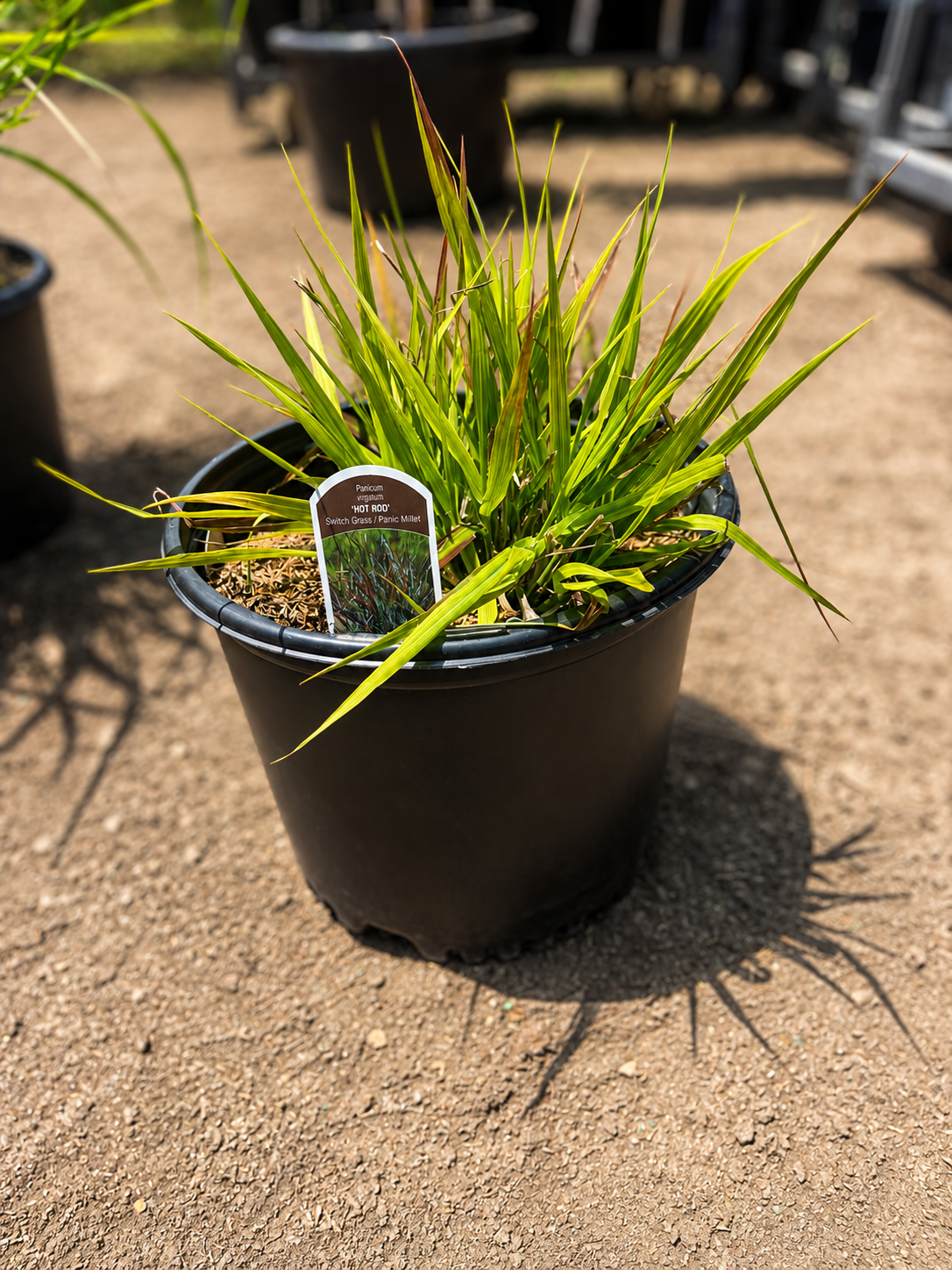 Hot Rod Switchgrass