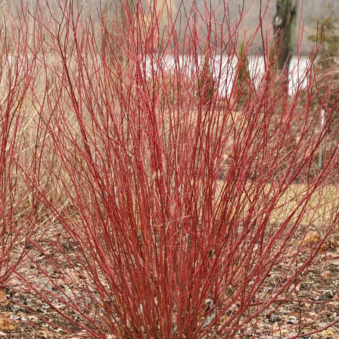 Arctic Fire Red Red-Twig Dogwood