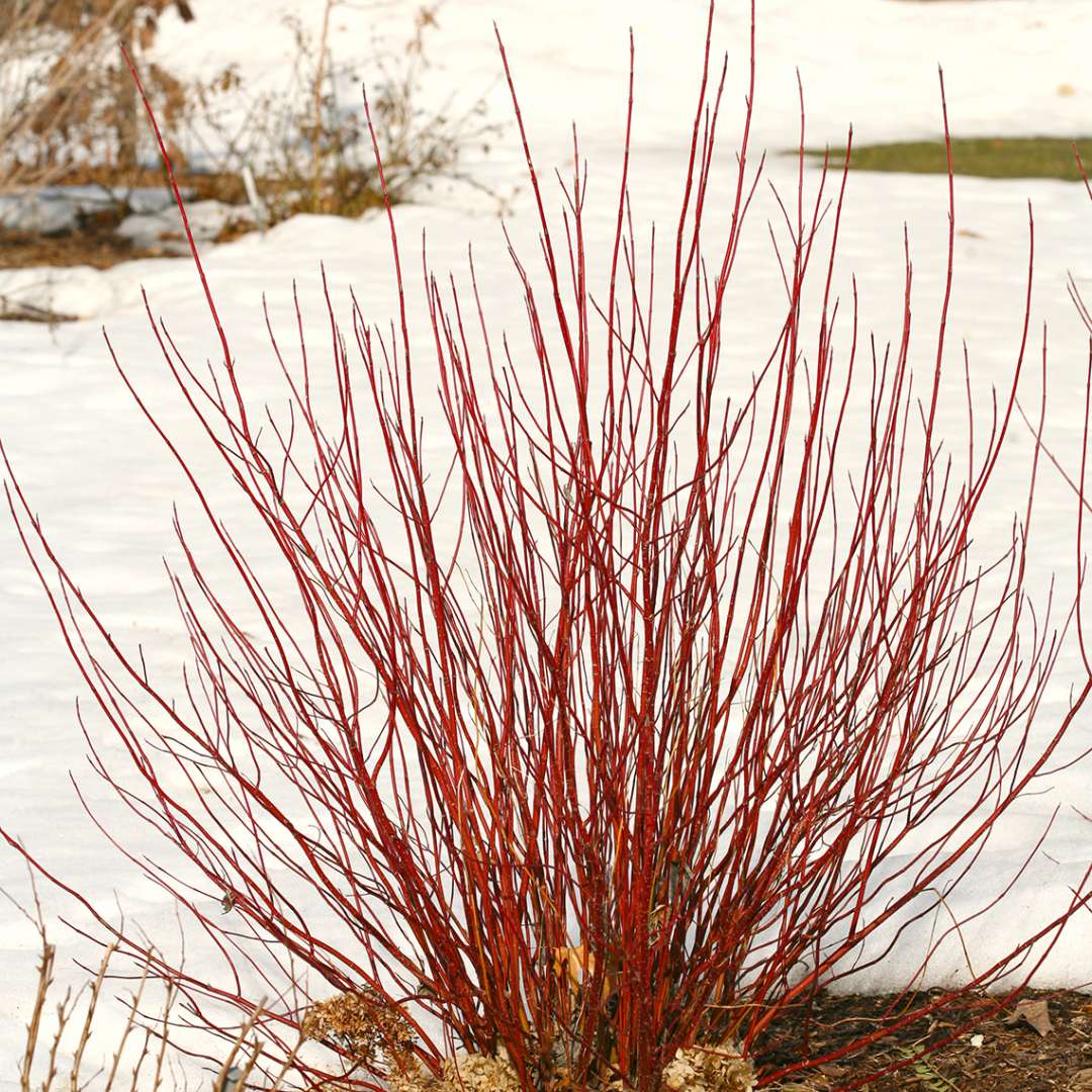 Arctic Fire Red Red-Twig Dogwood