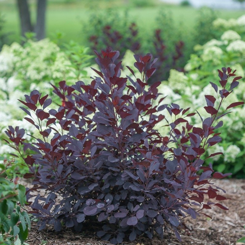 Winecraft Black Smokebush