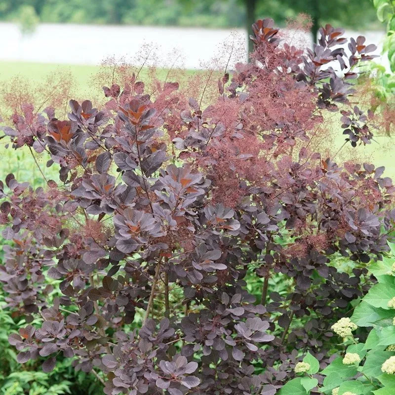 Winecraft Black Smokebush