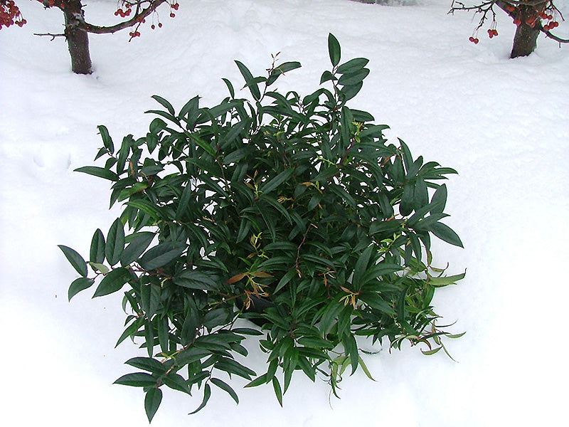 Squirt Fetterbush