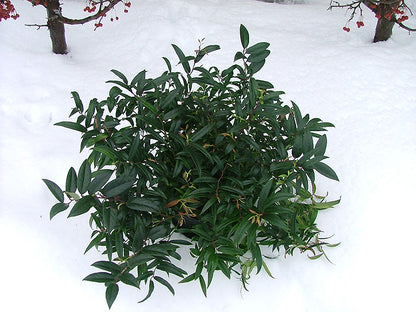 Squirt Fetterbush