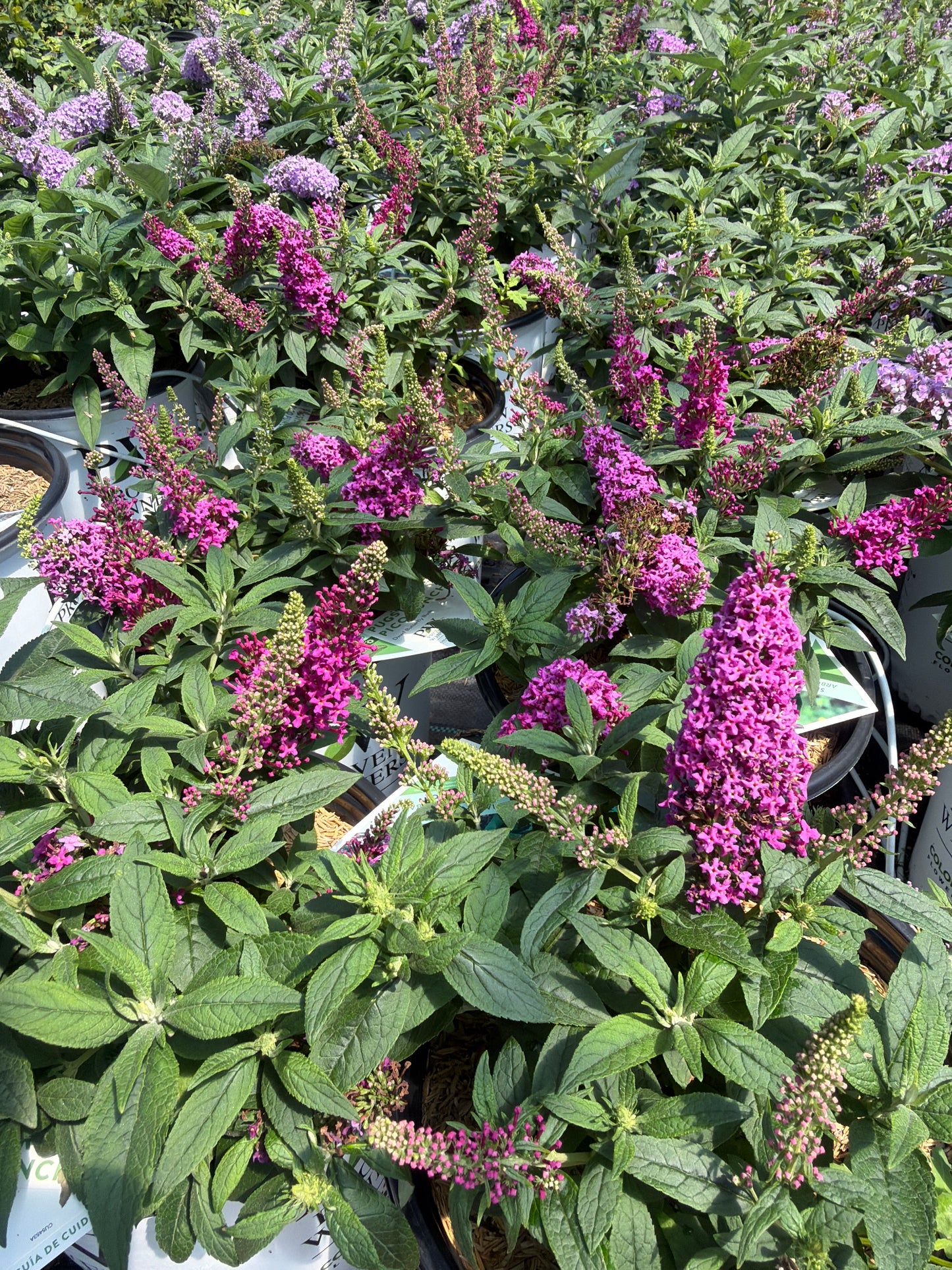 Pugster Pico Punch Butterfly Bush