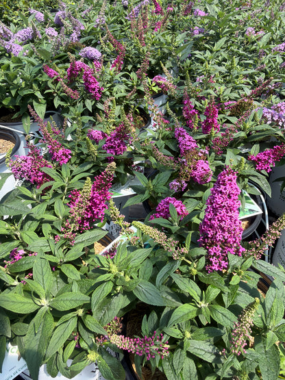 Pugster Pico Punch Butterfly Bush
