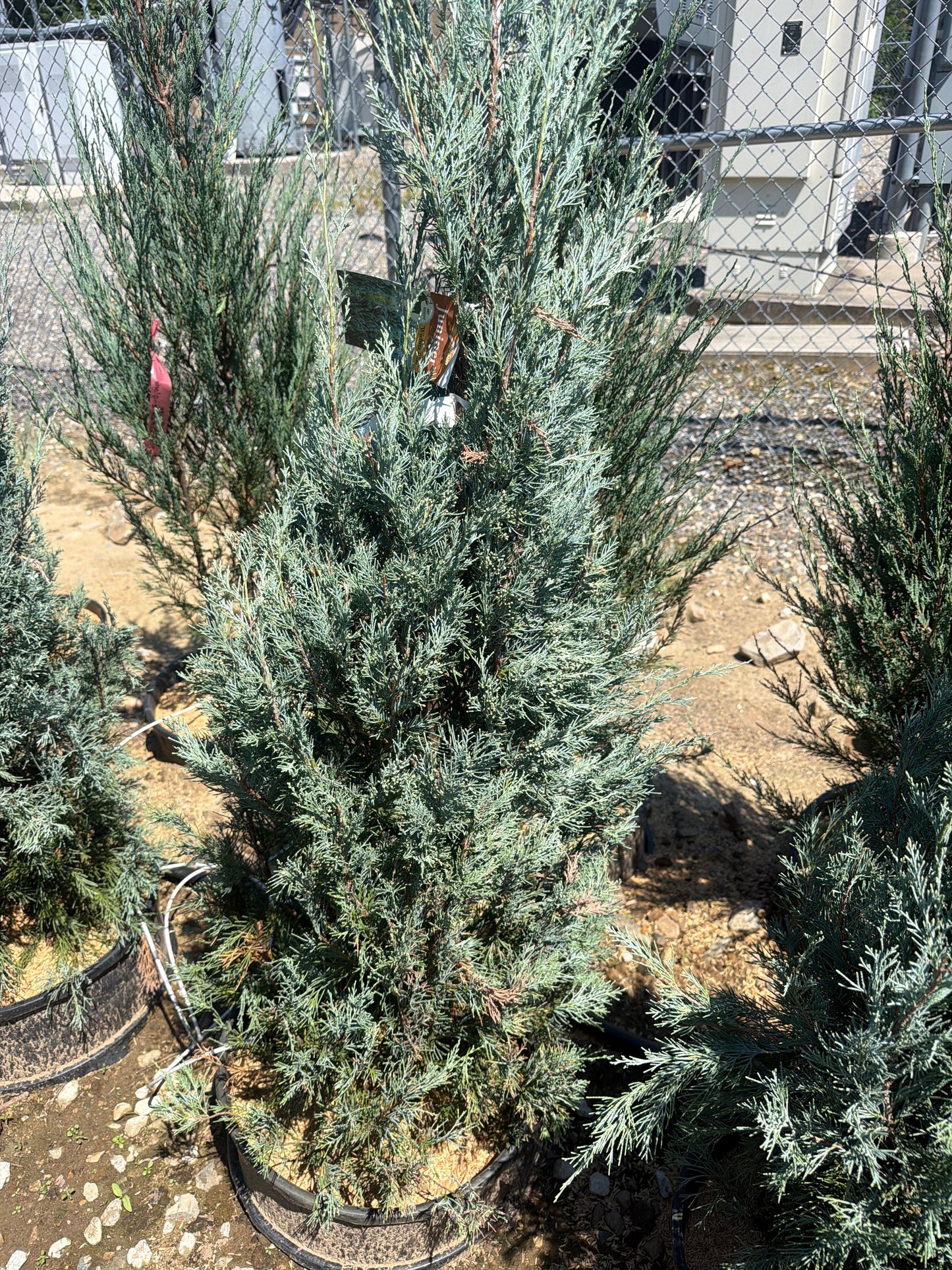 Wichita Blue Juniper