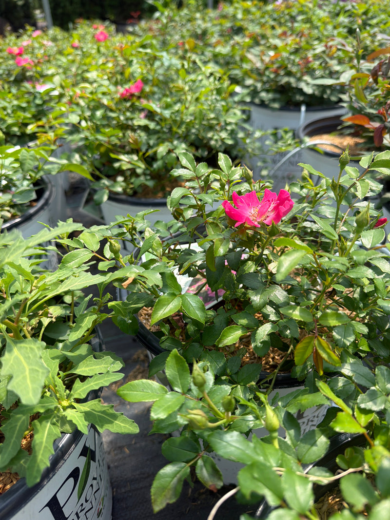 Oso Easy® Double Pink Rose