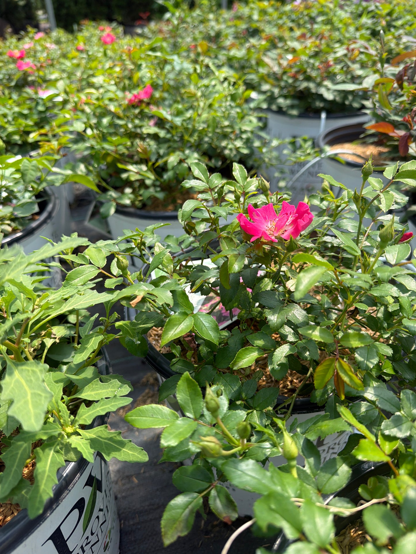Oso Easy® Double Pink Rose