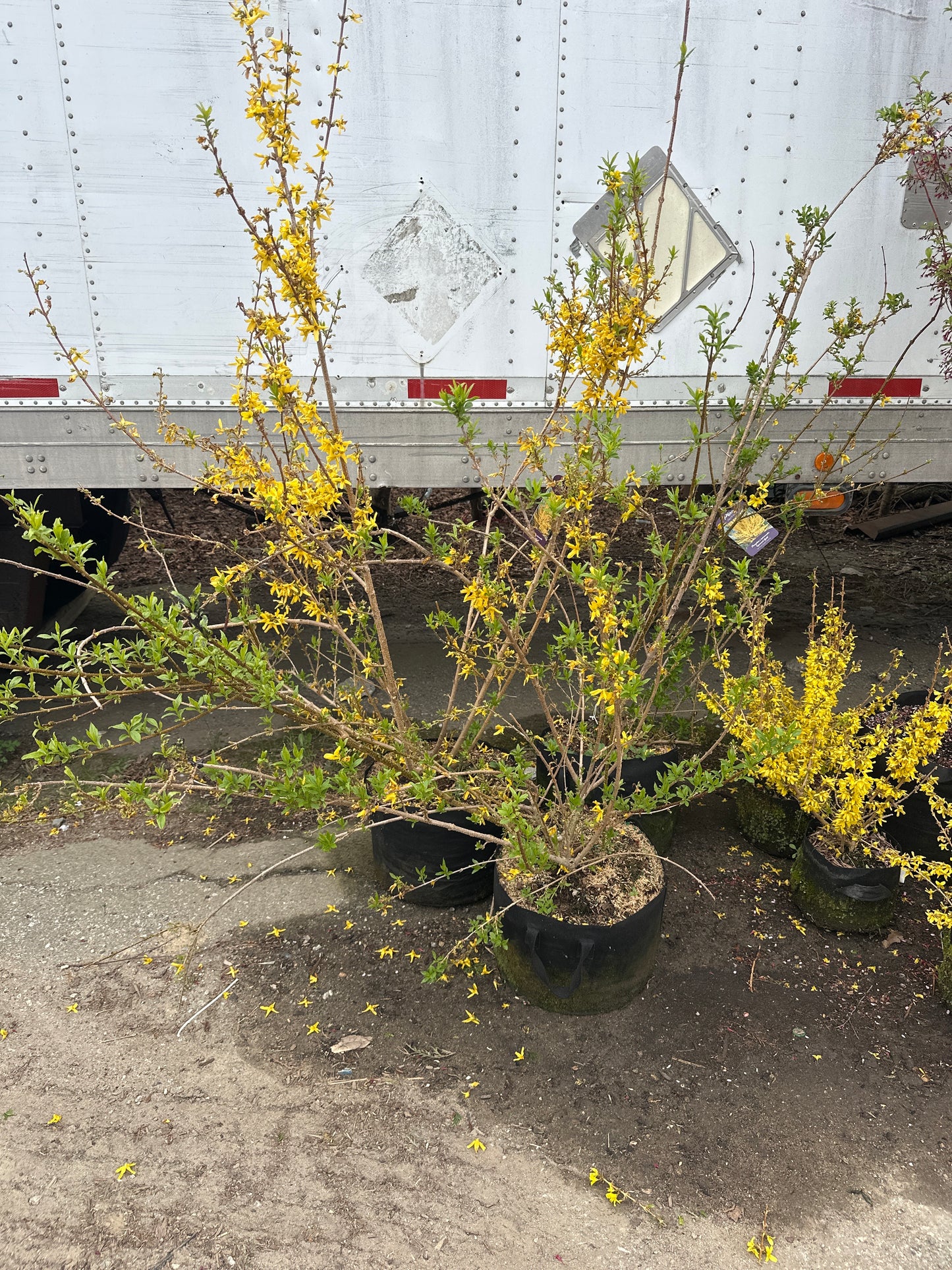 Lynwood Gold Forsythia
