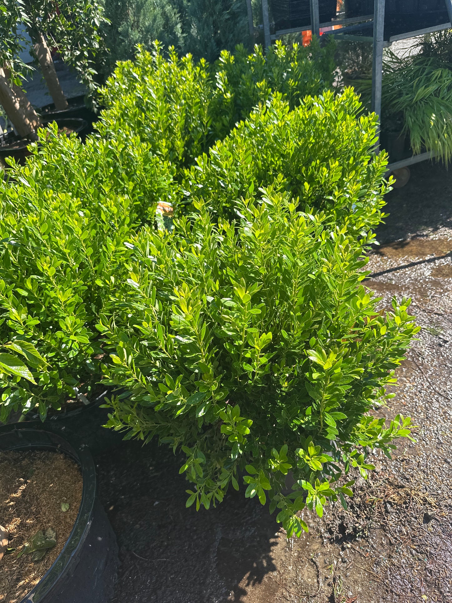 Nordic Inkberry Holly