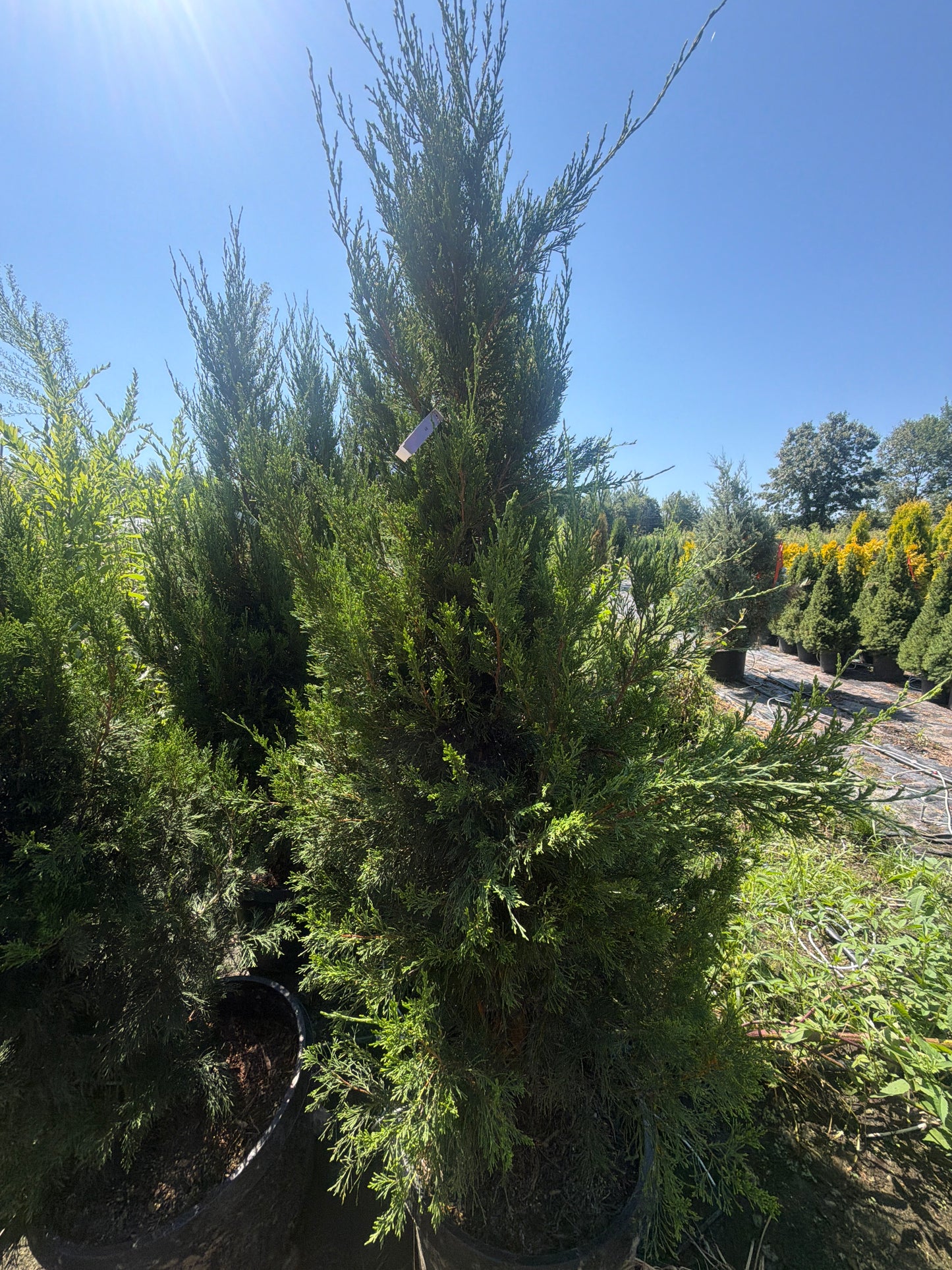Spartan Juniper