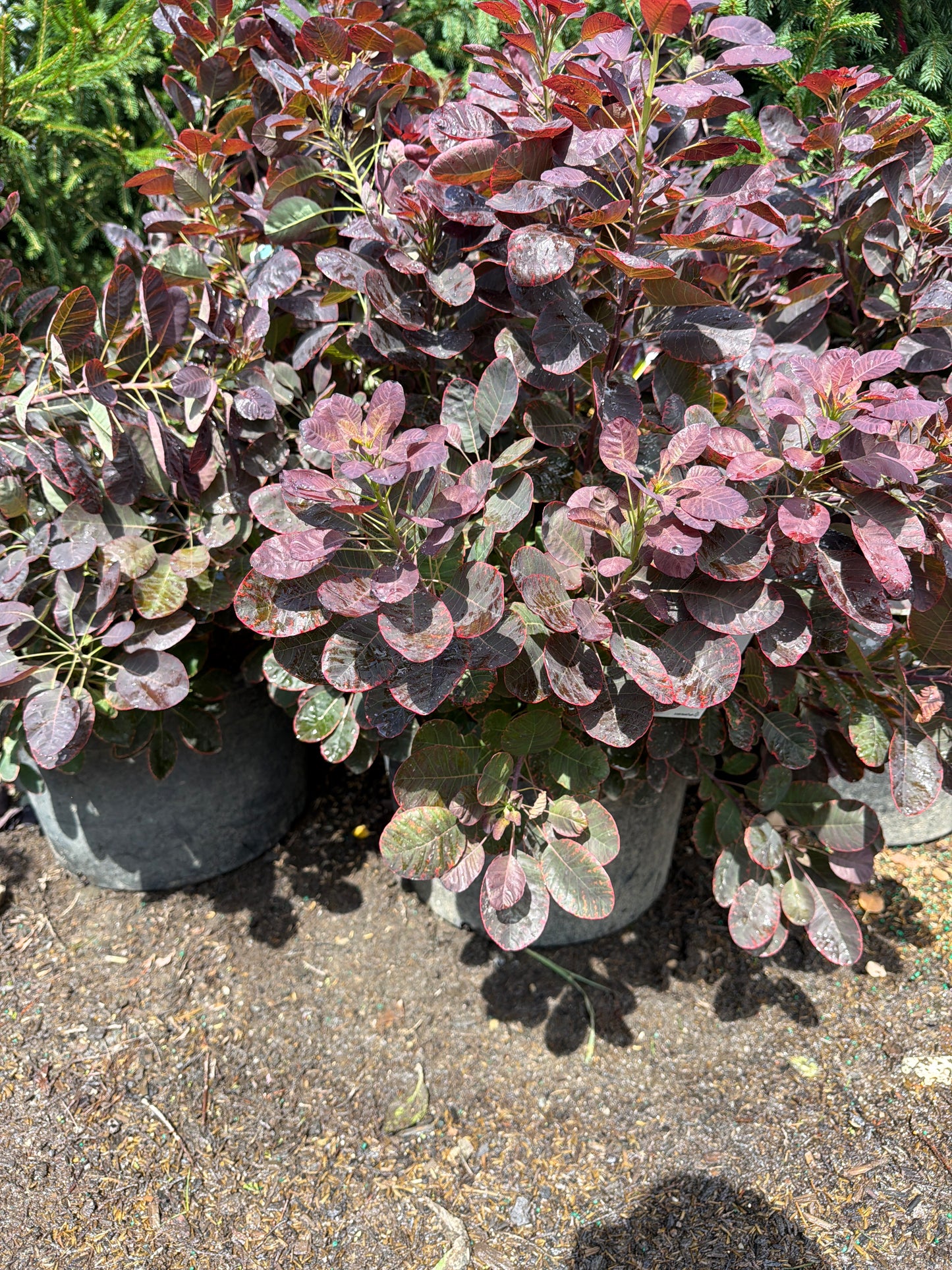 Velveteeny™ Smokebush