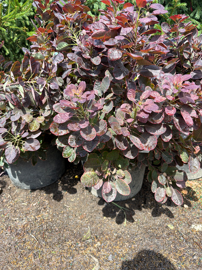 Velveteeny™ Smokebush