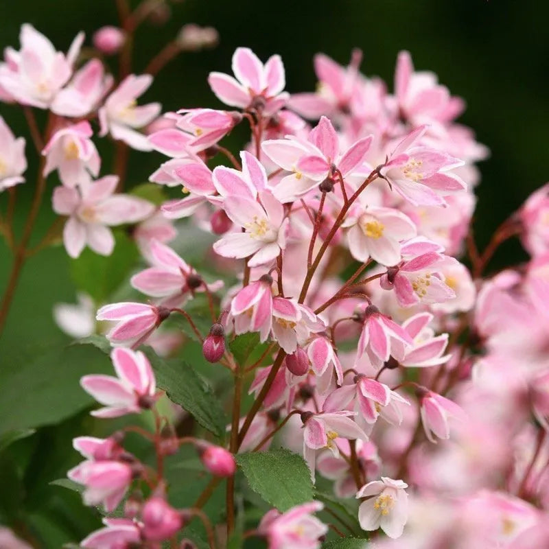 Yuki Cherry Blossom Deutzia