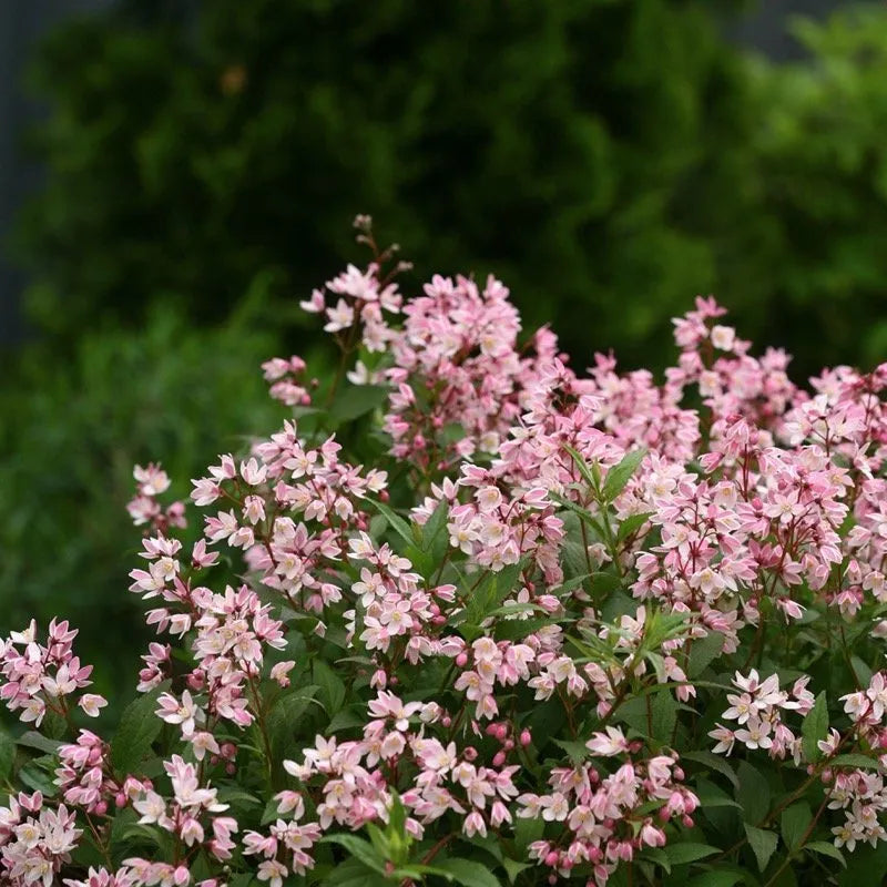 Yuki Cherry Blossom Deutzia