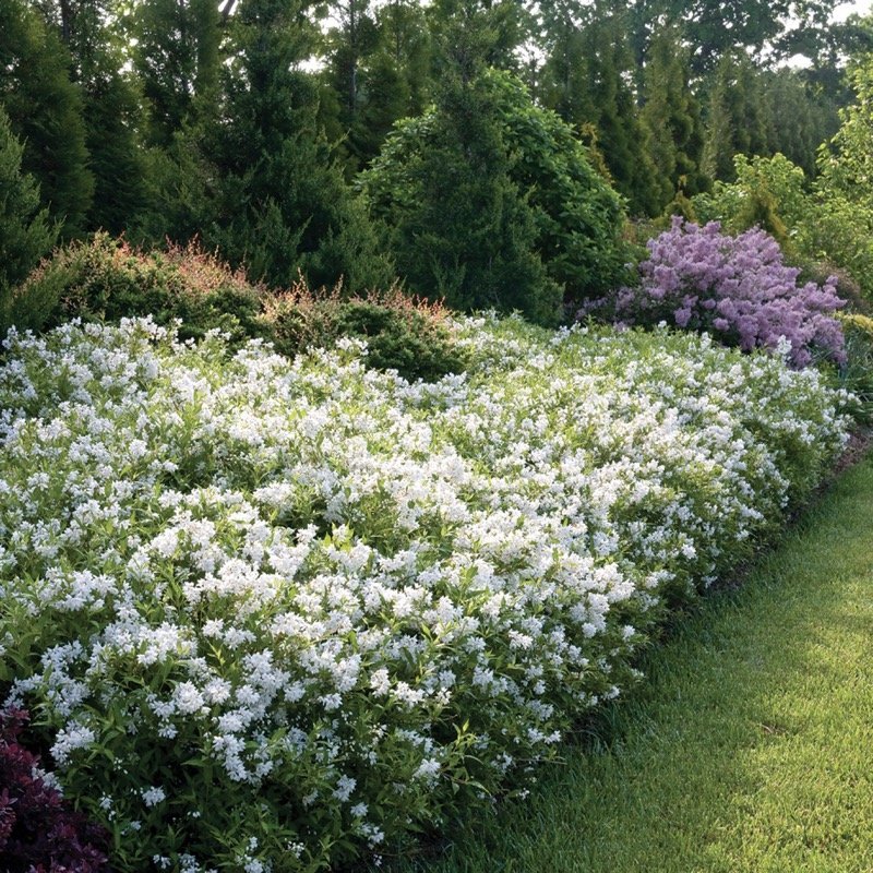 Yuki Snowflake Deutzia