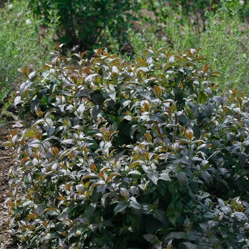 Kodiak Black Diervilla foliage