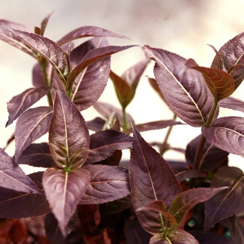Kodiak Black Diervilla in the landscape