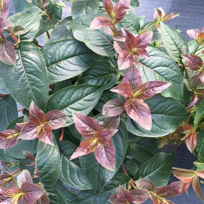 Kodiak Black Diervilla flowers