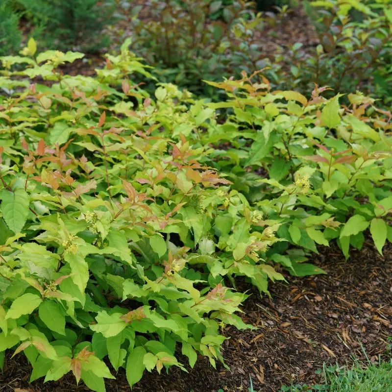 Kodiak Fresh Diervilla