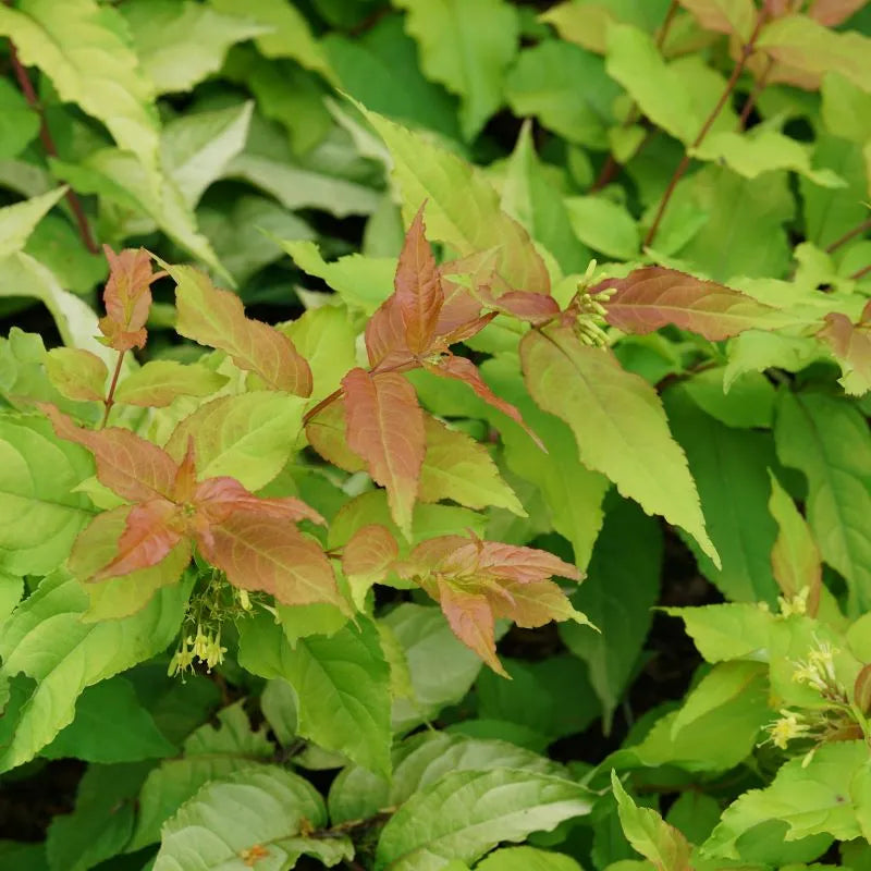 Kodiak Fresh Diervilla foliage