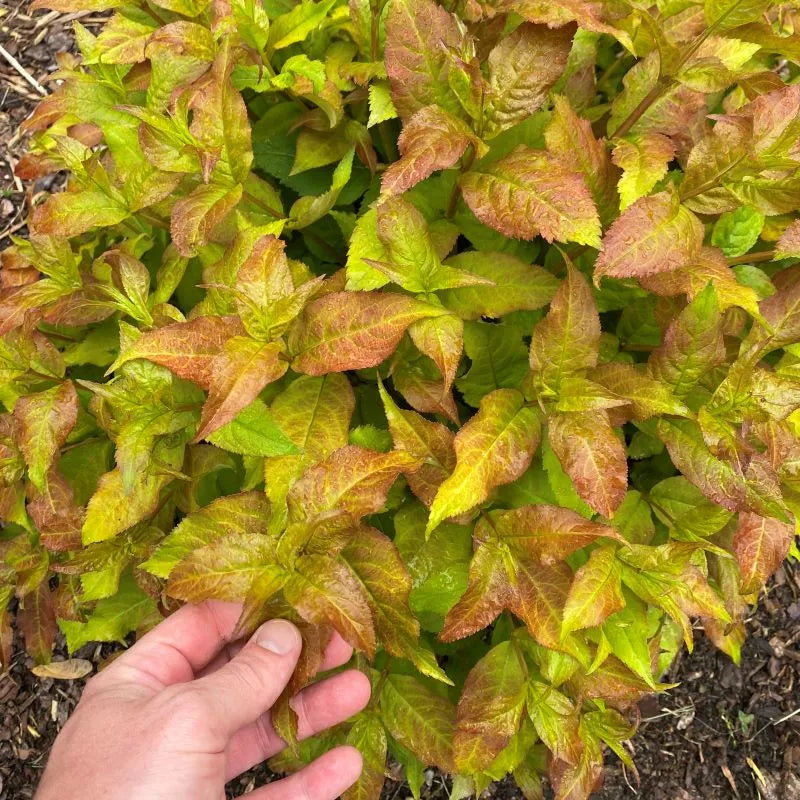 Kodiak Fresh Diervilla in the landscape