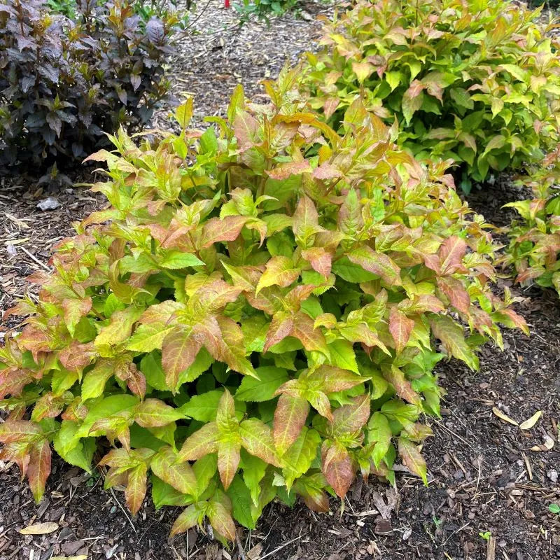Kodiak Fresh Diervilla close-up