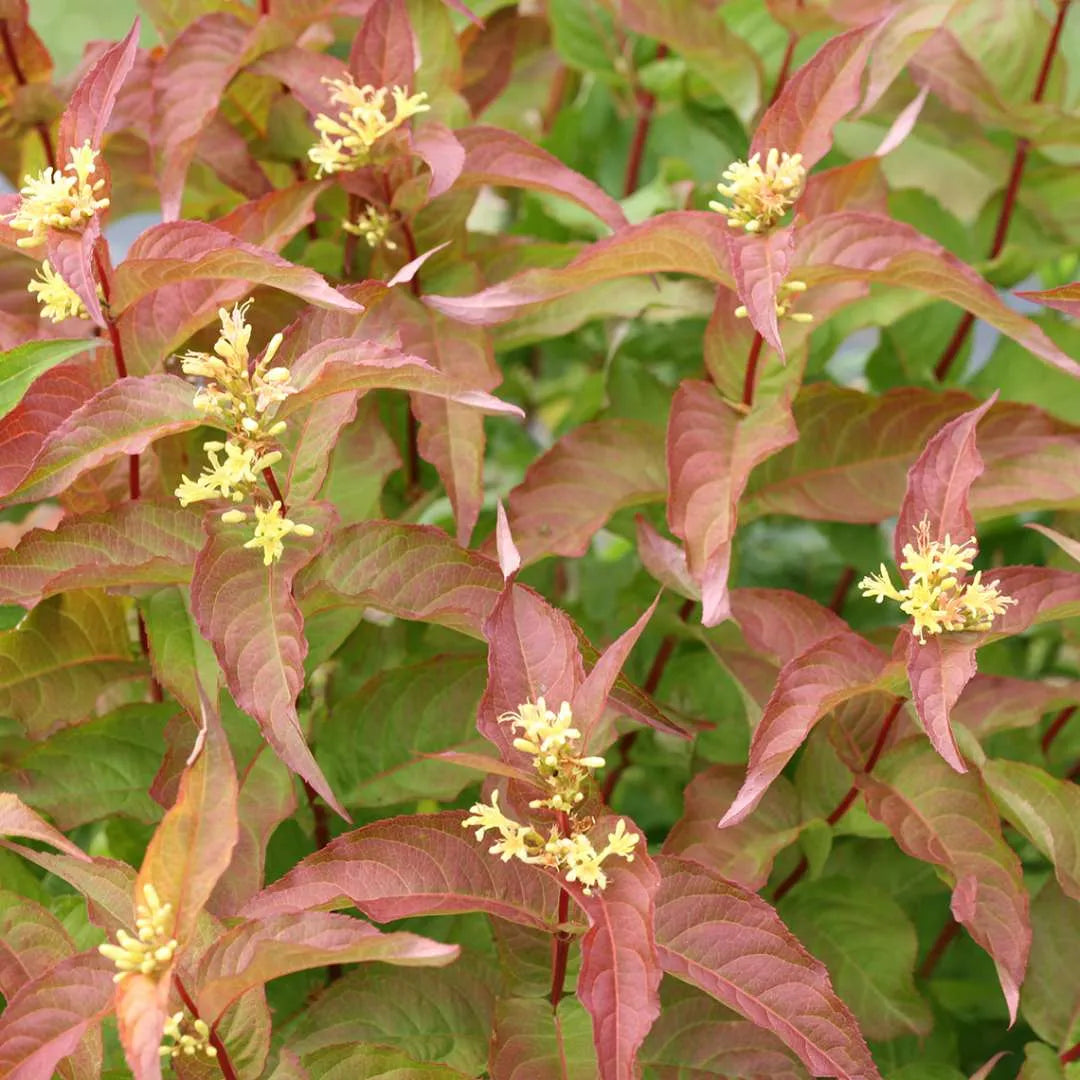 Kodiak Orange Diervilla