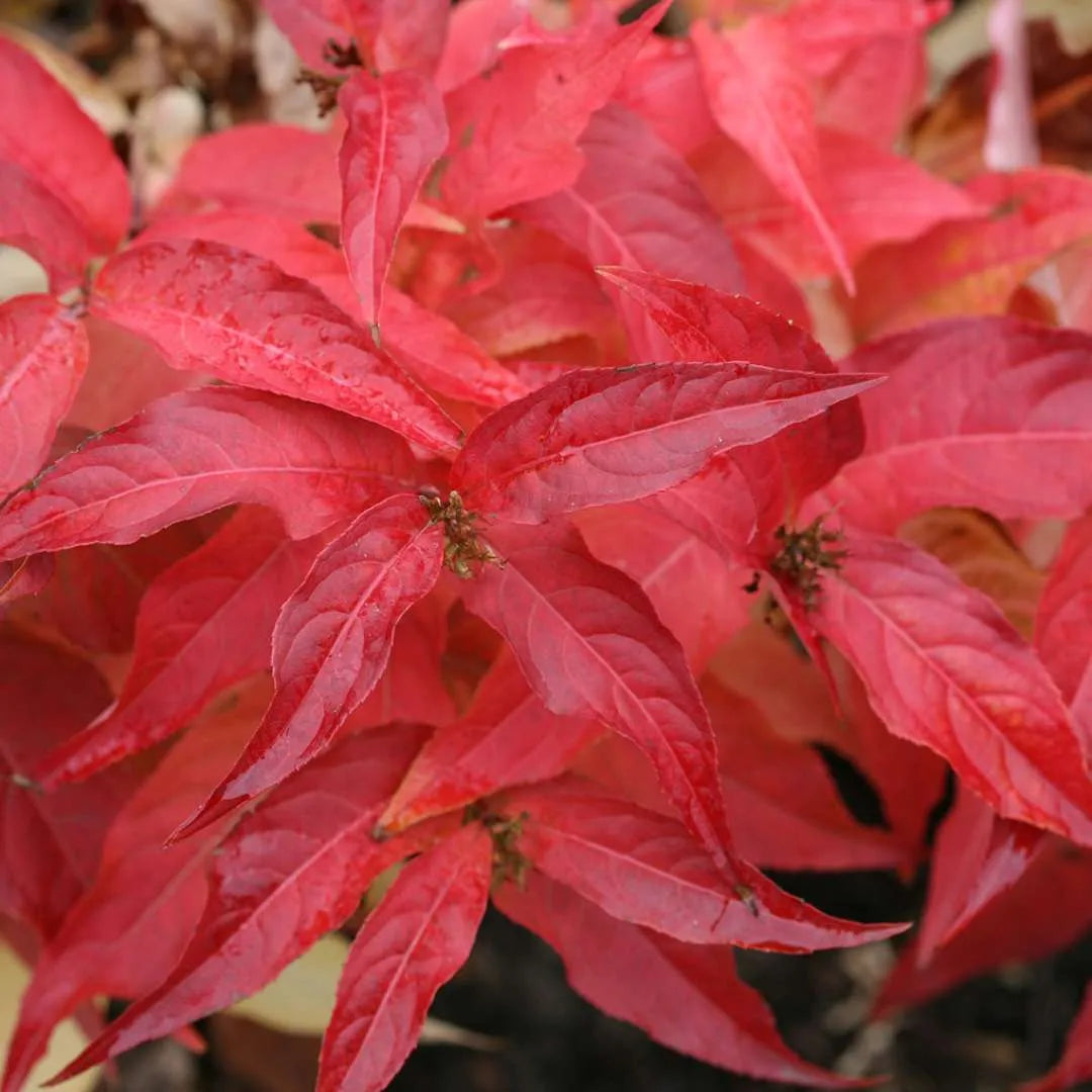 Kodiak Orange Diervilla foliage