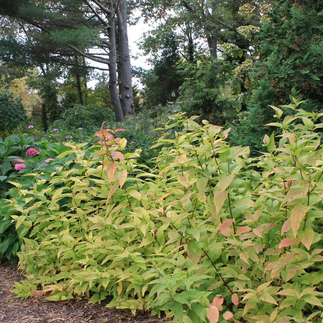 Kodiak Orange Diervilla in the landscape
