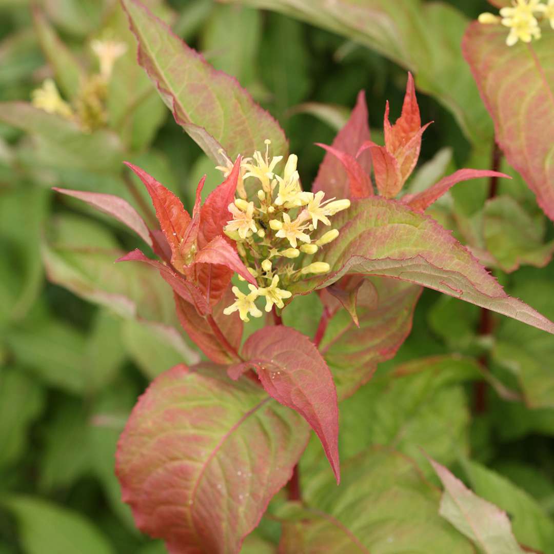 Kodiak Orange Diervilla close-up