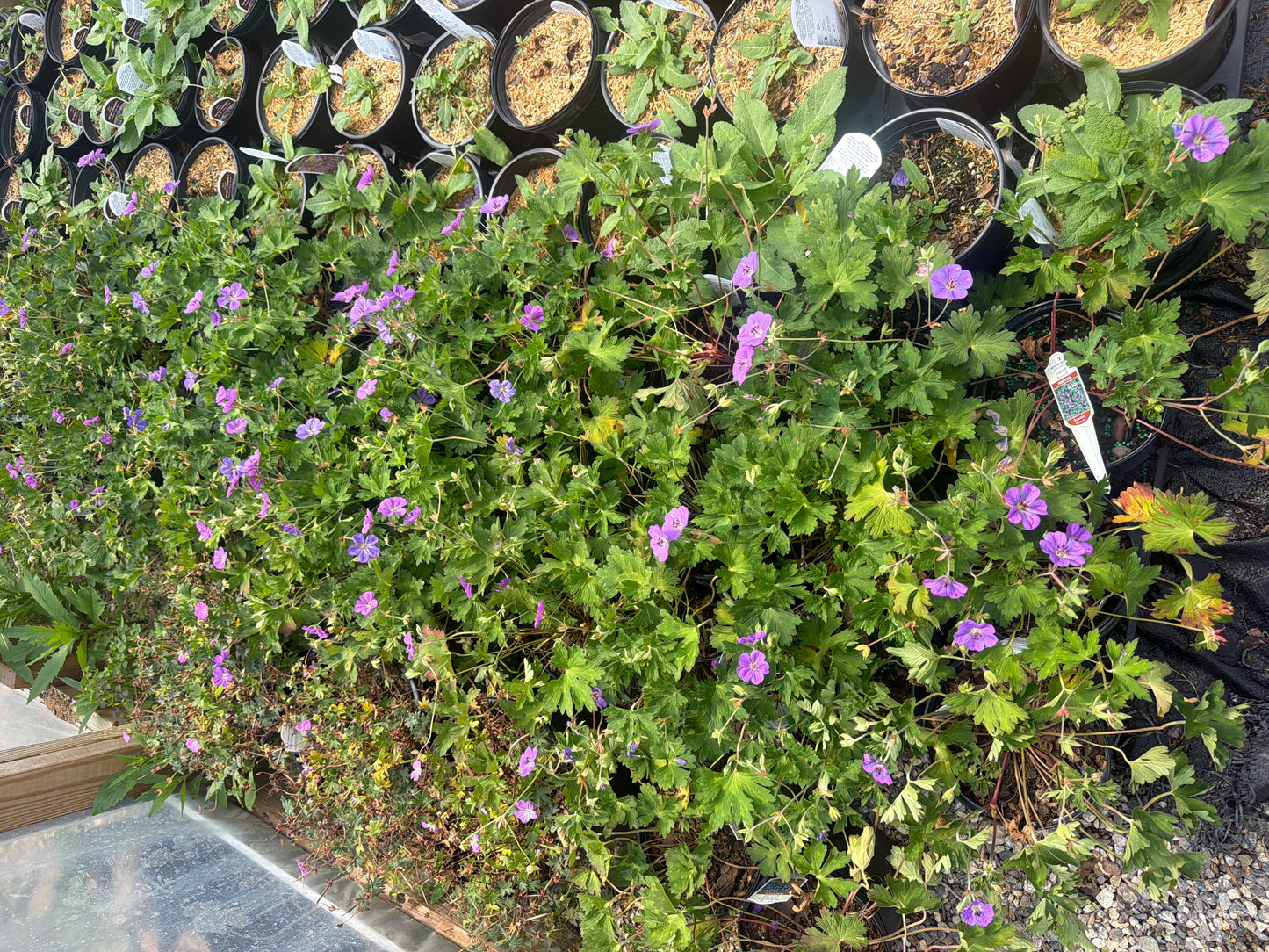 Rozanne Cranesbill (#1)