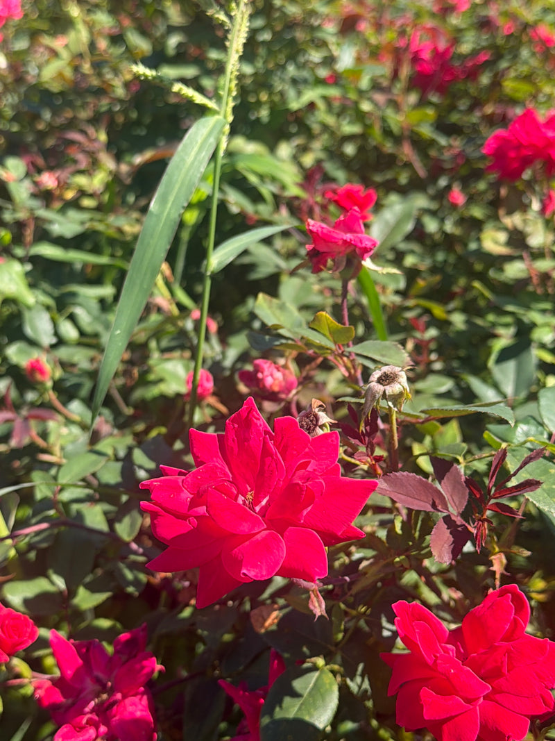 Knock Out® Double Red Rose