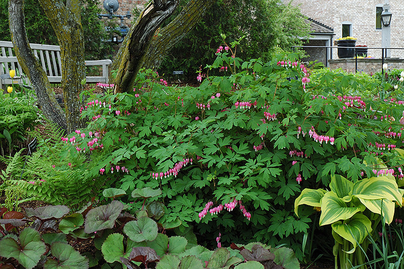 Bleeding Hearts (#1)