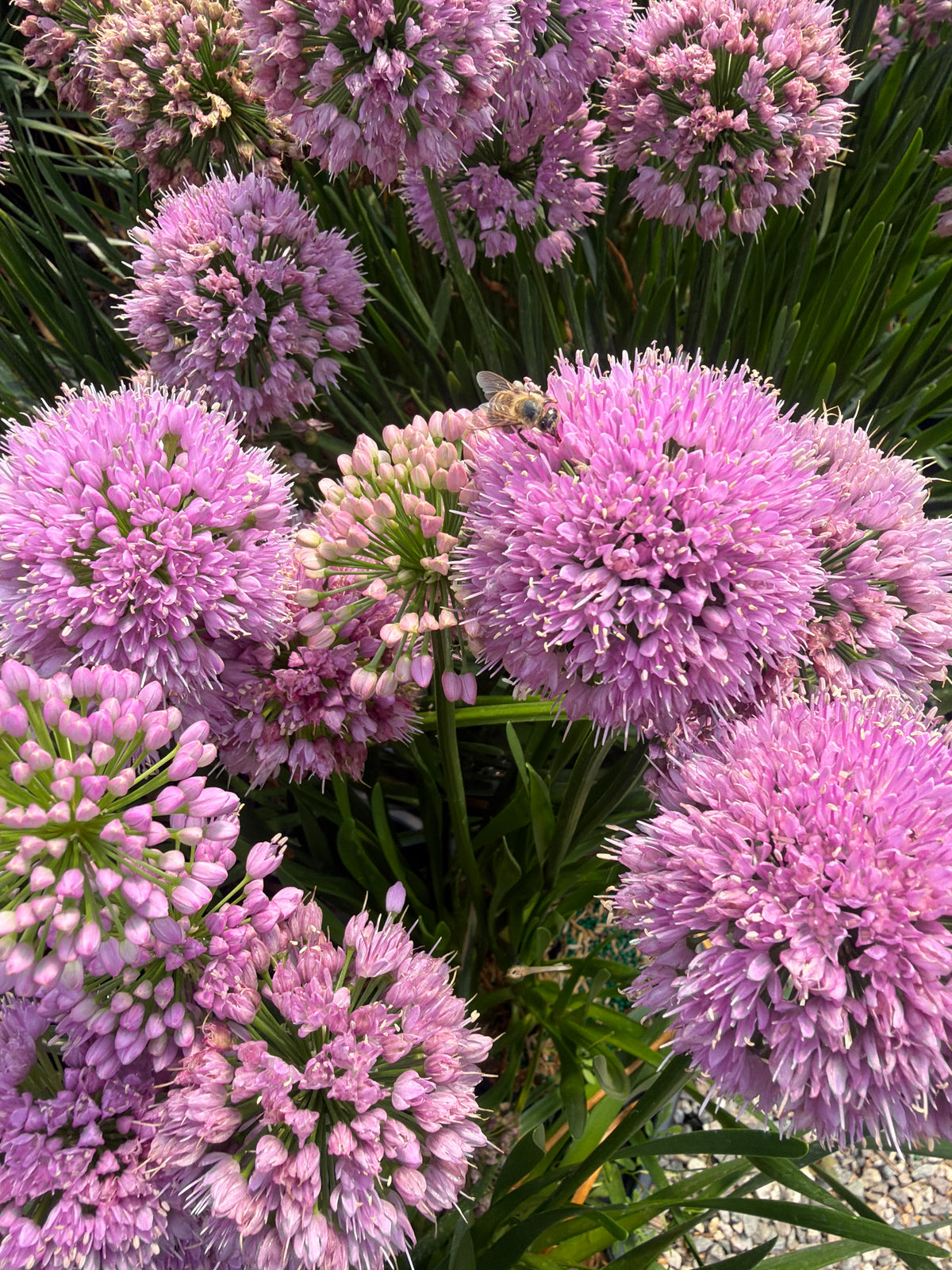 Millenium Ornamental Onion (#1)