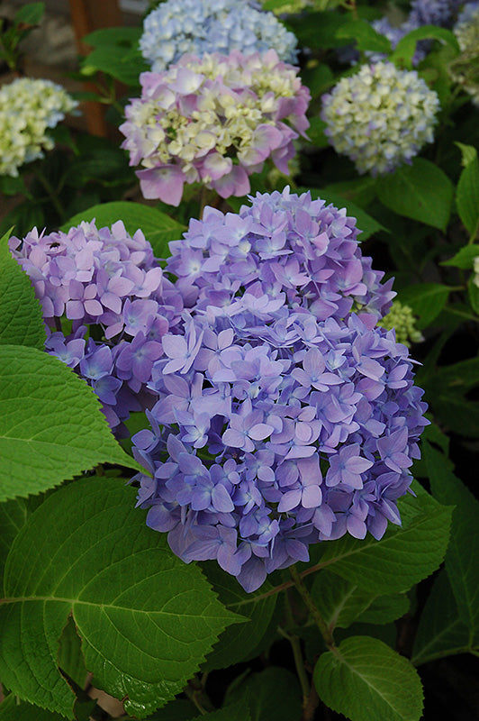 Endless Summer Hydrangea