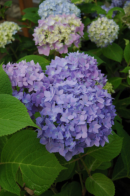 Endless Summer Hydrangea