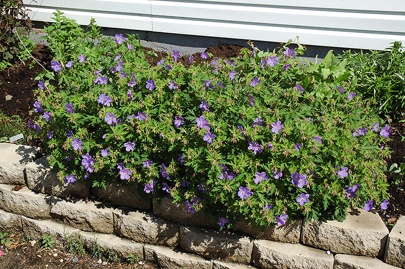 Johnson's Blue Cranesbill (#1)