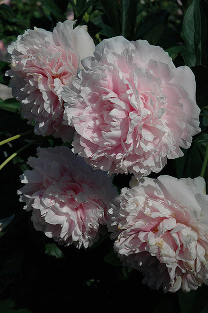Sarah Bernhardt Peony (#2)